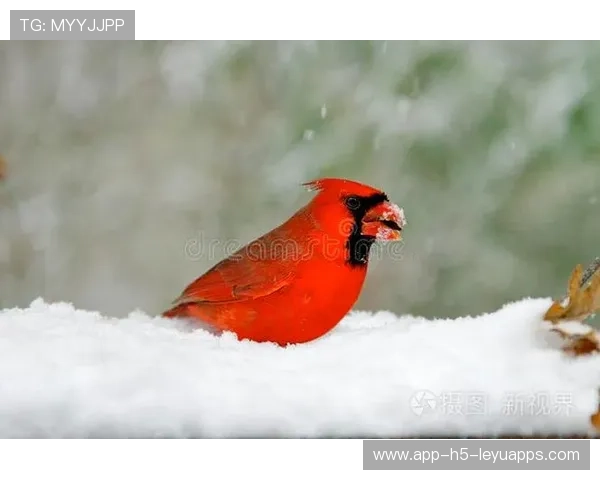 红雀陷入重建困境，球迷期盼转机，红雀详解